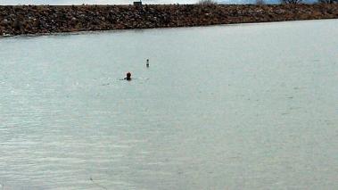 I tried to keep my face out of the water, but figured that wasn't the best way to swim freestyle.  