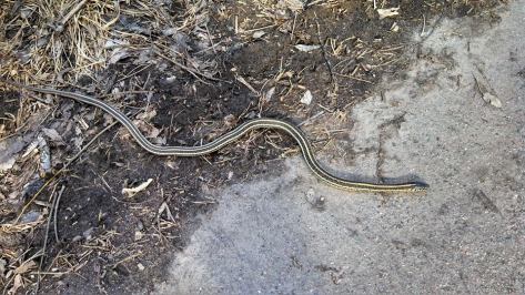 Who needs music when there is entertainment around every corner?