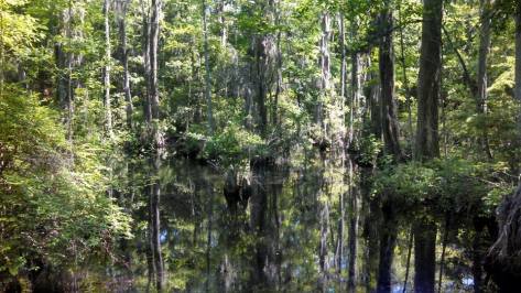 I have some new scenery to enjoy.  I think the swamp thing is lurking in there somewhere...