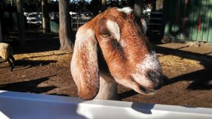 I would much rather be chased by a billy goat that wants to eat my clothes than by an aggressive dog that wants to rip apart my flesh.  